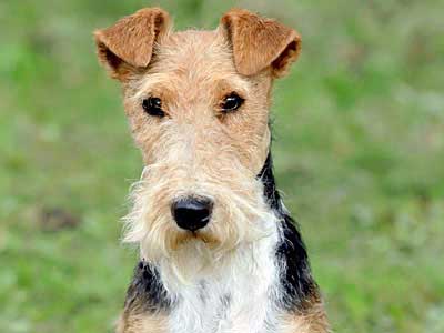 Wire Fox Terrier